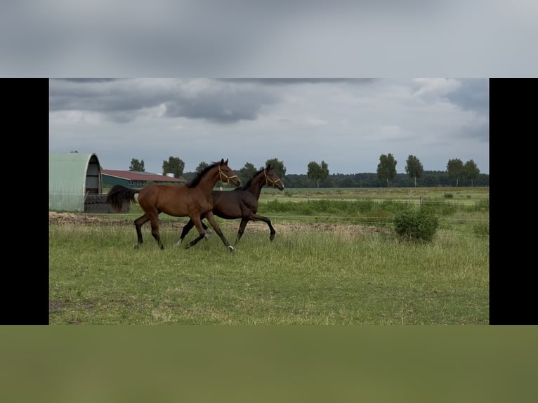 Oldenburger Stute 1 Jahr 168 cm Dunkelbrauner in Langwedel