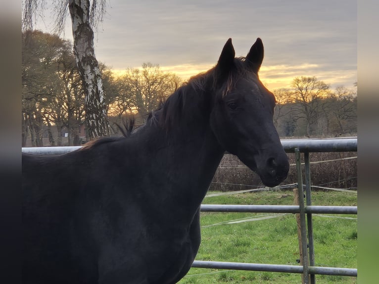 Oldenburger Stute 1 Jahr 168 cm Dunkelbrauner in Westerstede