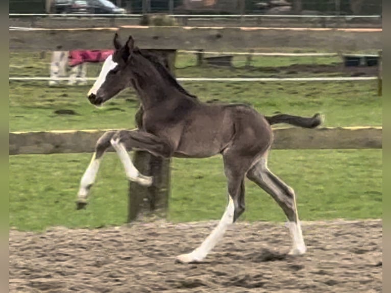 Oldenburger Stute 1 Jahr 168 cm Rappe in Bramsche