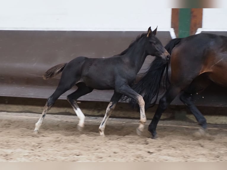 Oldenburger Stute 1 Jahr 168 cm Schwarzbrauner in Bramsche