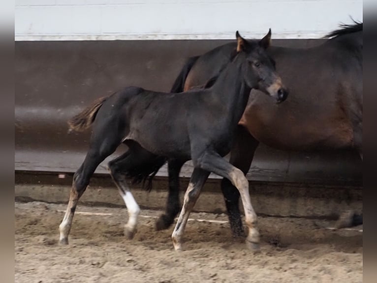 Oldenburger Stute 1 Jahr 168 cm Schwarzbrauner in Bramsche