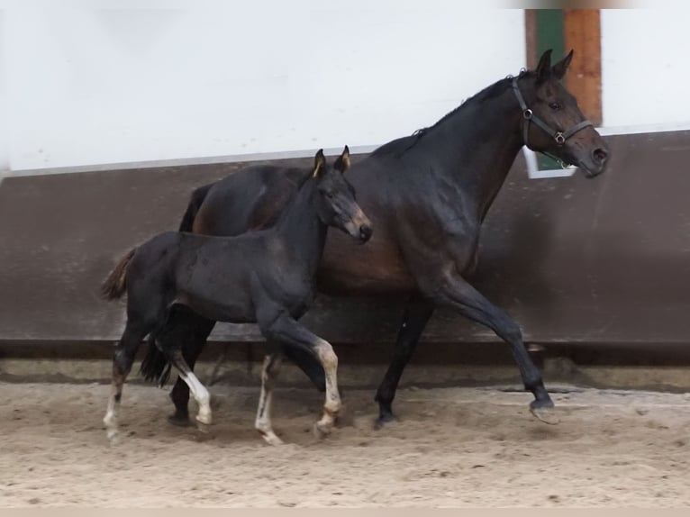 Oldenburger Stute 1 Jahr 168 cm Schwarzbrauner in Bramsche