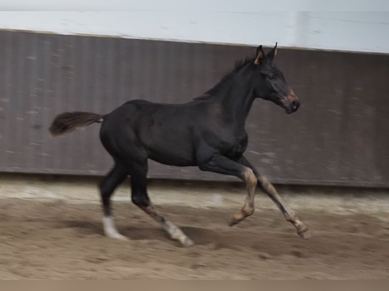 Oldenburger Stute 1 Jahr 168 cm Schwarzbrauner in Bramsche