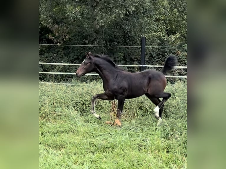 Oldenburger Stute 1 Jahr 169 cm in Lengerich
