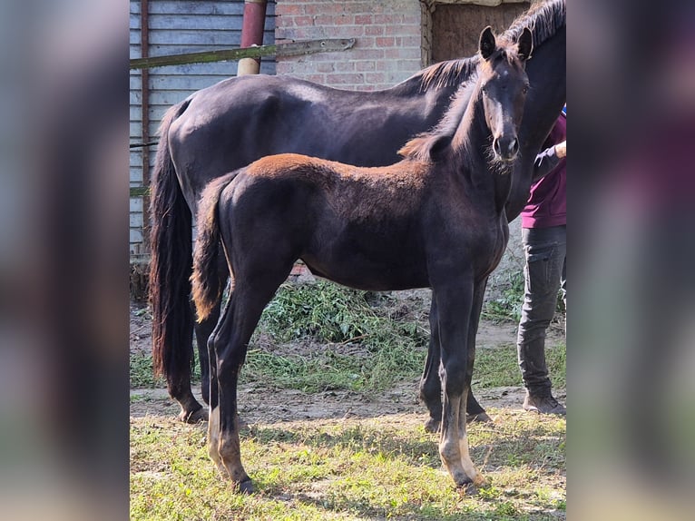 Oldenburger Stute 1 Jahr 169 cm Rappe in Ehrenburg