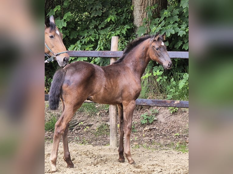 Oldenburger Stute 1 Jahr 169 cm Rappe in Emstek