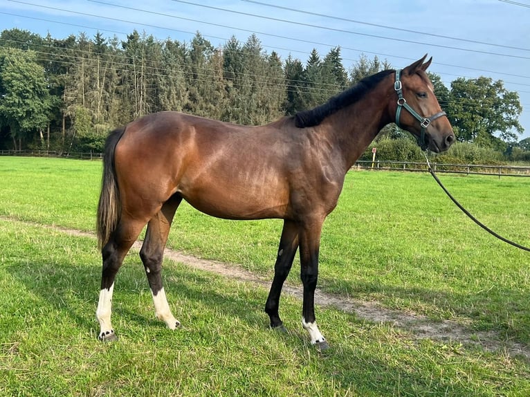 Oldenburger Stute 1 Jahr 170 cm Brauner in Ganderkesee