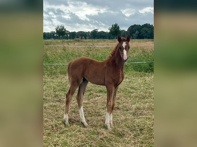 Oldenburger Stute 1 Jahr 170 cm in Stadland
