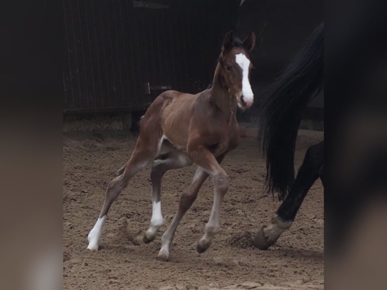 Oldenburger Stute 1 Jahr 170 cm Dunkelbrauner in Bramsche