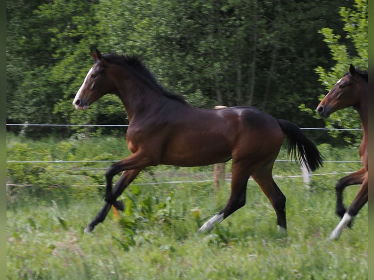 Oldenburger Stute 1 Jahr 170 cm Dunkelbrauner in Bramsche