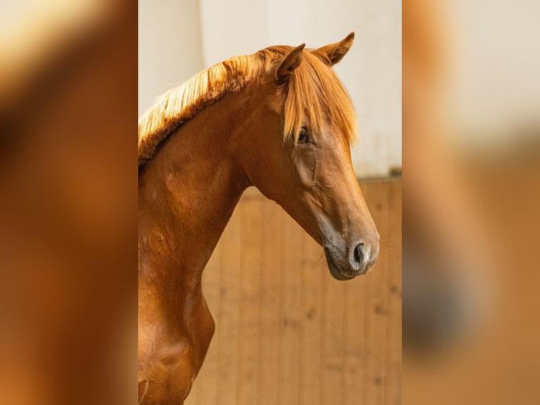 Oldenburger Stute 1 Jahr 170 cm Fuchs in Hohenahr