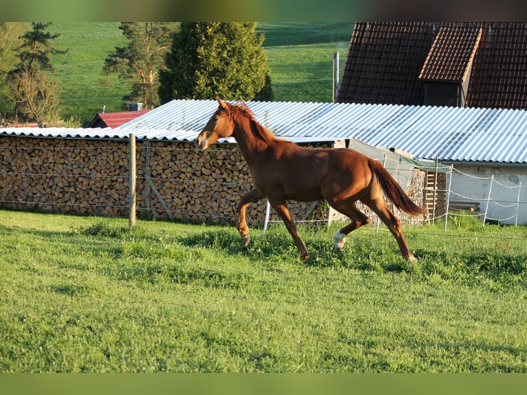Oldenburger Stute 1 Jahr 170 cm Fuchs in Trockenborn