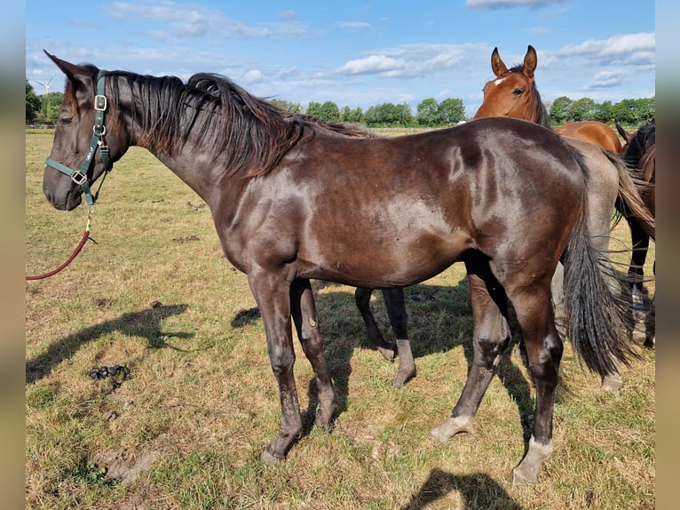Oldenburger Stute 1 Jahr 170 cm Rappe in Nienhagen Oldenburger Stute 1 Jahr 170 cm Rappe in Nienhagen