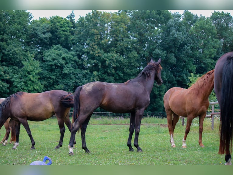 Oldenburger Stute 1 Jahr 170 cm Rappe in Gudensberg