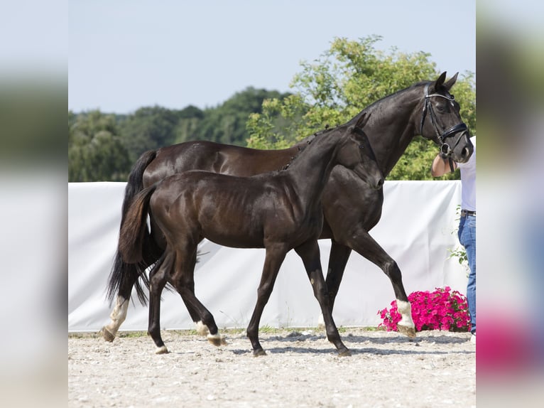 Oldenburger Stute 1 Jahr 170 cm Rappe in Belgern