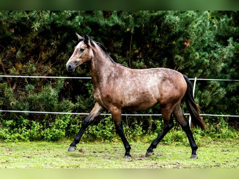 Oldenburger Stute 1 Jahr 170 cm Schimmel in Rzeszotary