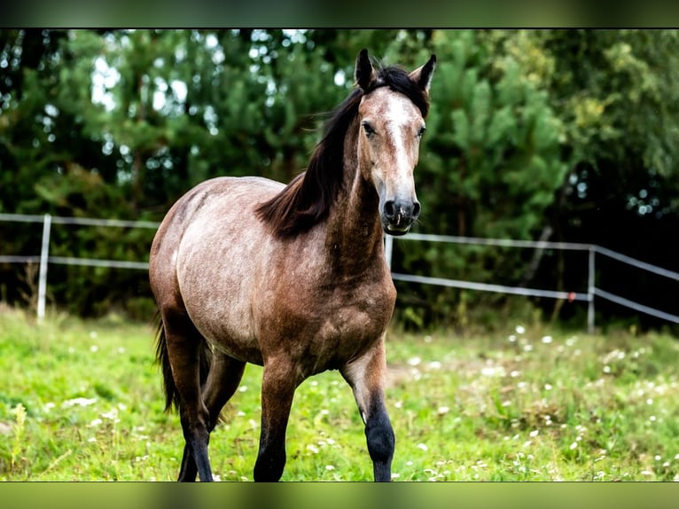 Oldenburger Stute 1 Jahr 170 cm Schimmel in Rzeszotary