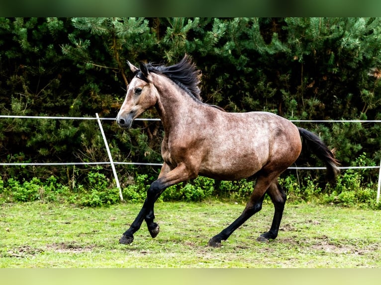 Oldenburger Stute 1 Jahr 170 cm Schimmel in Rzeszotary