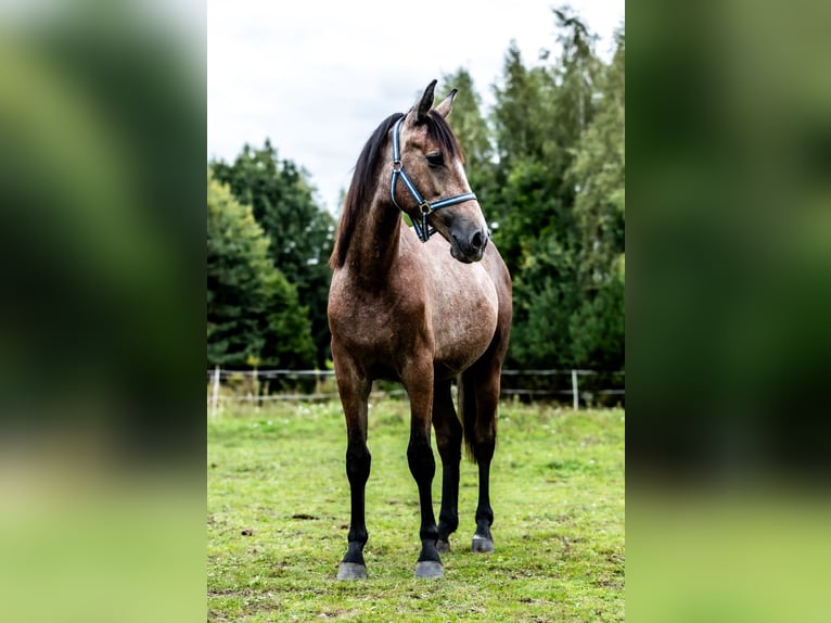 Oldenburger Stute 1 Jahr 170 cm Schimmel in Rzeszotary