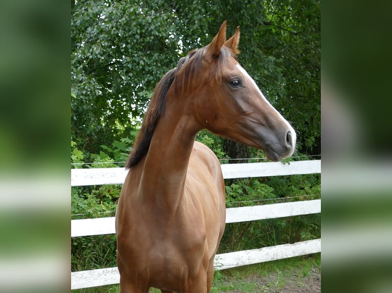 Oldenburger Stute 1 Jahr 172 cm Dunkelfuchs in Greifenstein