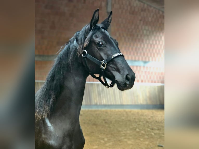 Oldenburger Stute 1 Jahr 172 cm Rappe in Bad Sooden-Allendorf