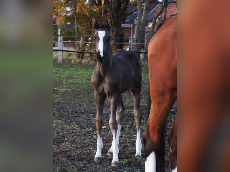 Oldenburger Stute 1 Jahr 172 cm Rappe in Bramsche