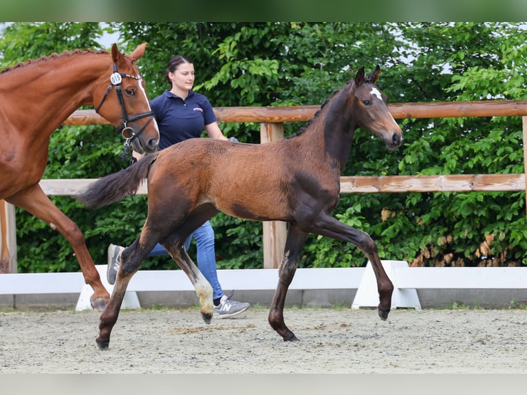 Oldenburger Stute 1 Jahr 174 cm Dunkelbrauner in Brockum