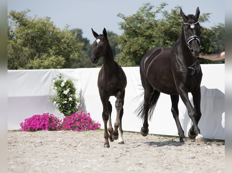 Oldenburger Stute 1 Jahr 174 cm Rappe in Belgern