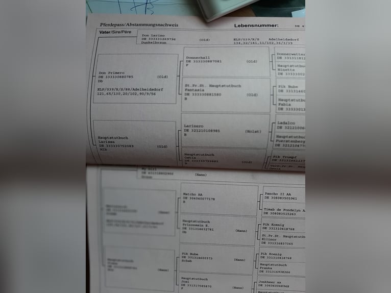 Oldenburger Mix Stute 1 Jahr 175 cm Dunkelbrauner in Laar