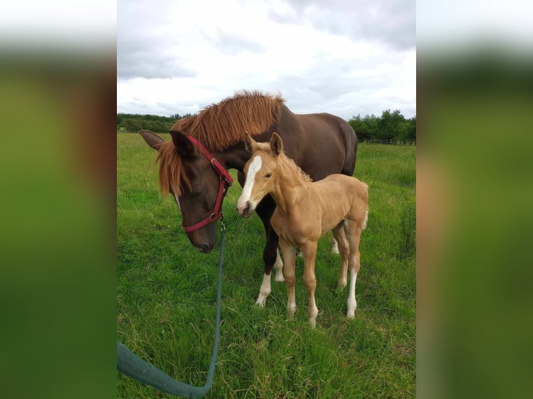 Oldenburger Stute 1 Jahr 175 cm Palomino in gl&#xFC;cksburg
