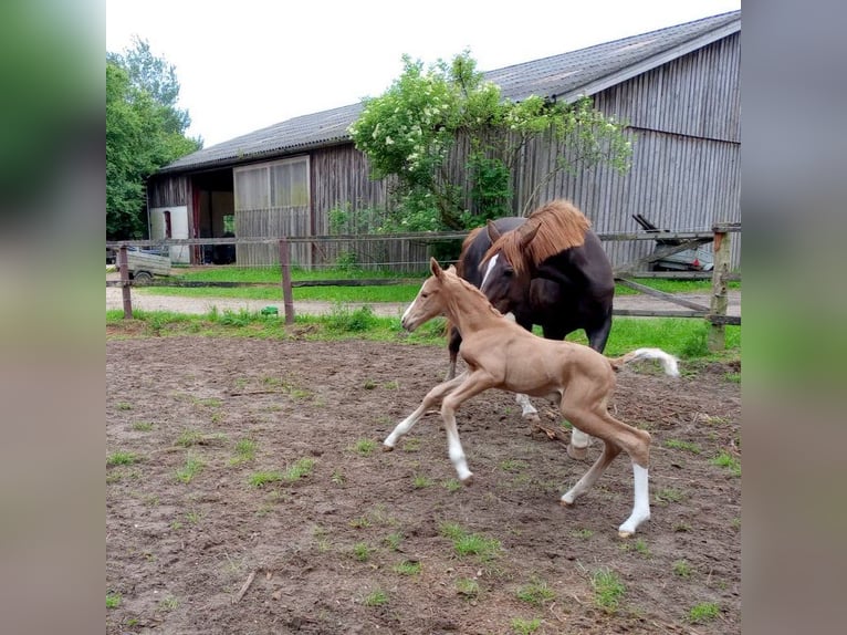Oldenburger Stute 1 Jahr 175 cm Palomino in gl&#xFC;cksburg