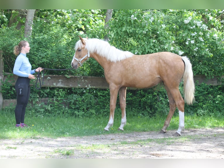 Oldenburger Stute 1 Jahr 175 cm Palomino in gl&#xFC;cksburg