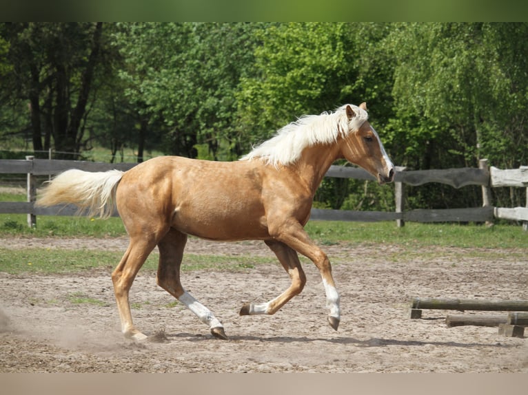 Oldenburger Stute 1 Jahr 175 cm Palomino in gl&#xFC;cksburg