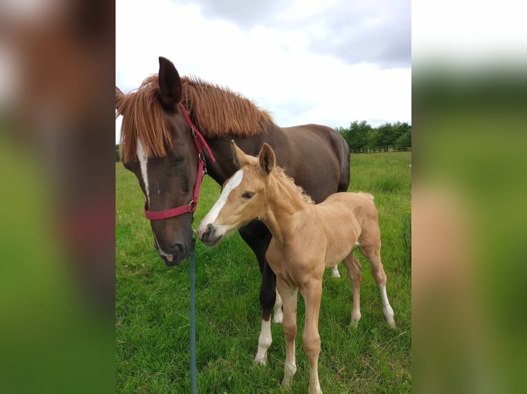 Oldenburger Stute 1 Jahr 175 cm Palomino in gl&#xFC;cksburg