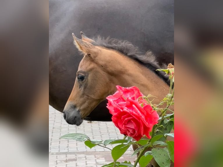 Oldenburger Stute 1 Jahr Brauner in Winsen (Luhe)