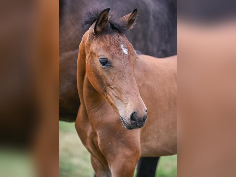 Oldenburger Stute 1 Jahr Brauner in Zwillikon