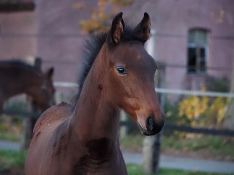 Oldenburger Stute 1 Jahr Brauner in Bramsche
