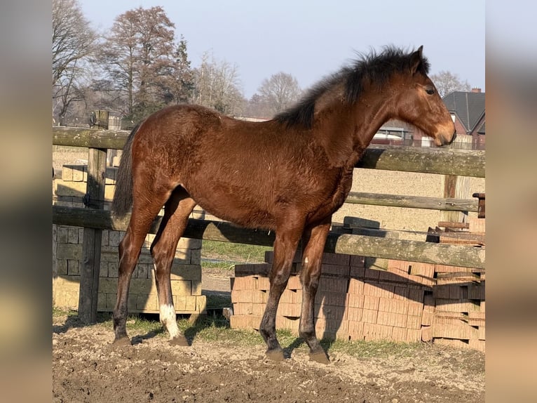 Oldenburger Stute 1 Jahr Brauner in Bramsche