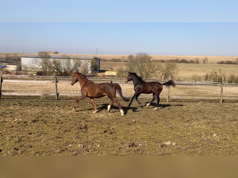 Oldenburger Stute 1 Jahr Brauner in Bu&#x161;ovice