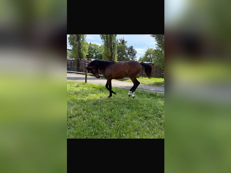 Oldenburger Stute 1 Jahr Brauner in Bu&#x161;ovice