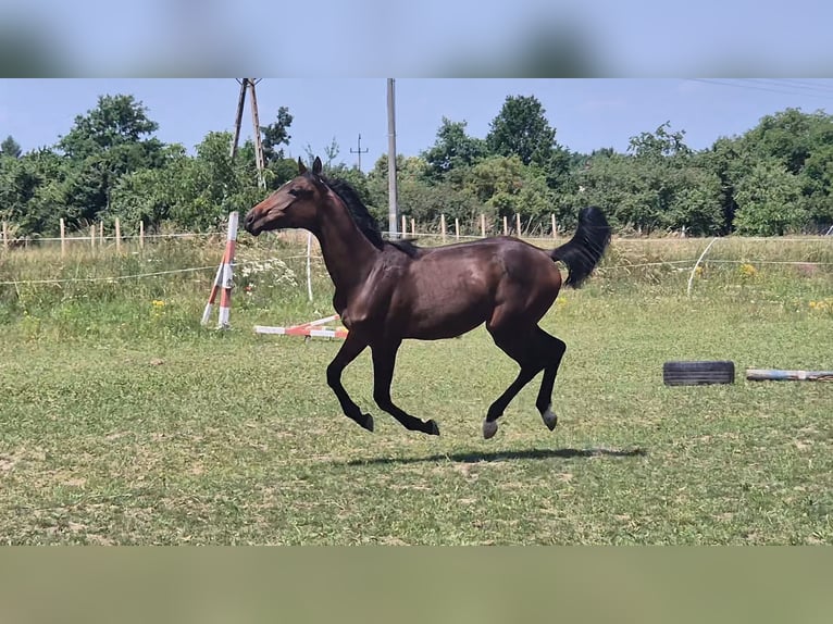 Oldenburger Stute 1 Jahr Brauner in Ornontowice