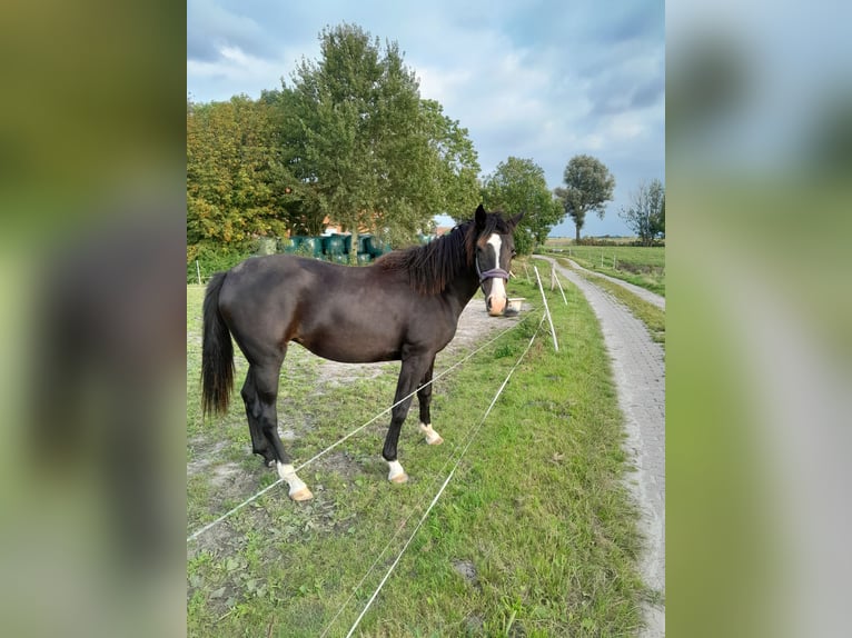 Oldenburger Stute 1 Jahr Dunkelbrauner in Upgant-Schott