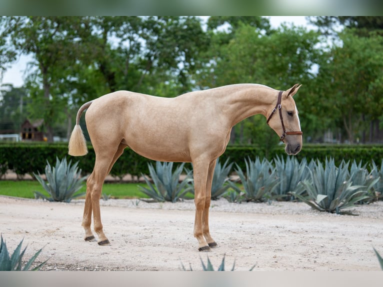 Oldenburger Stute 1 Jahr Palomino in Magnolia