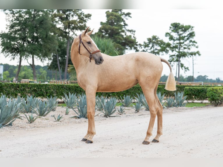 Oldenburger Stute 1 Jahr Palomino in Magnolia