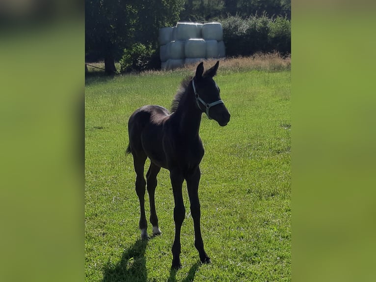 Oldenburger Stute 1 Jahr Rappe in Ganderkesee
