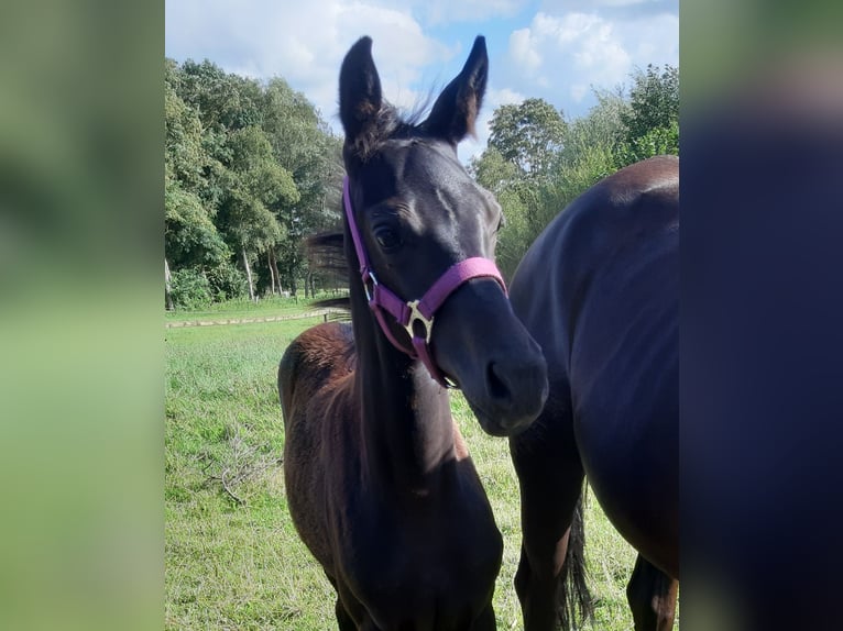 Oldenburger Stute 1 Jahr Rappe in Ganderkesee