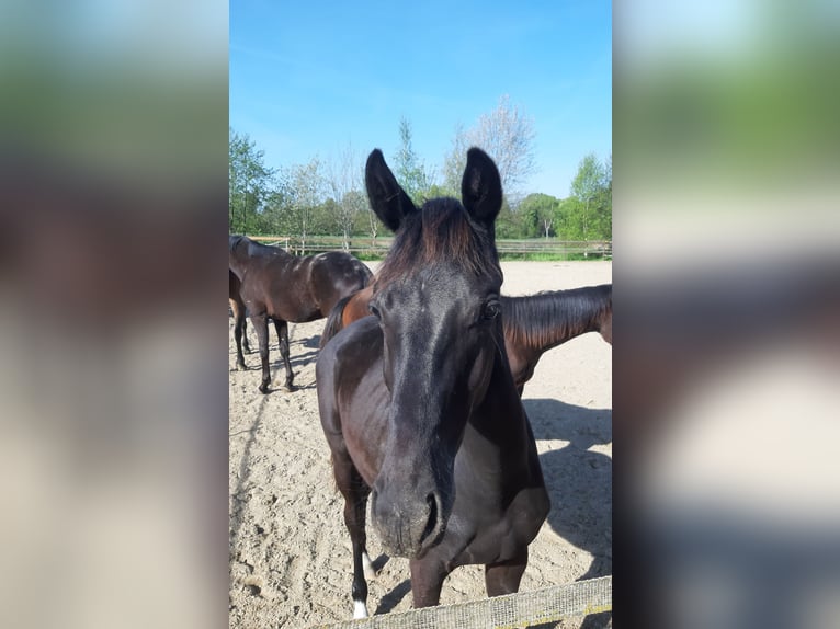 Oldenburger Stute 1 Jahr Rappe in Ganderkesee