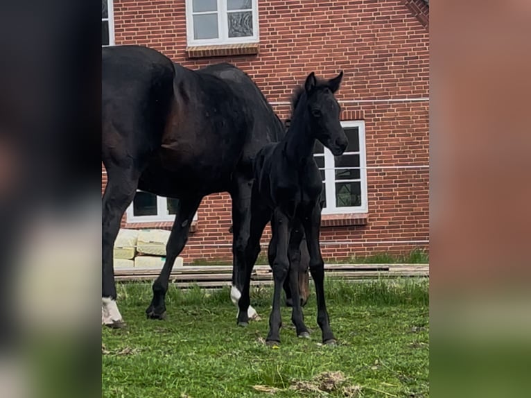 Oldenburger Stute 1 Jahr Rappe in Breklum