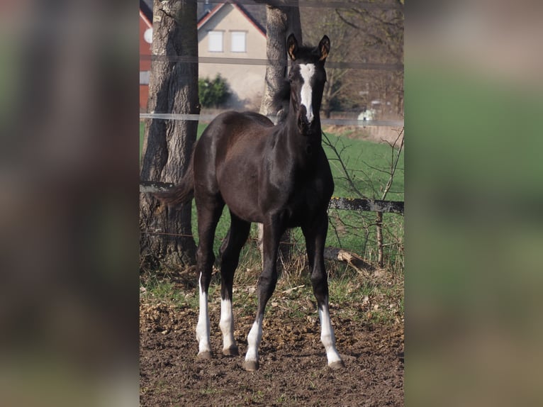 Oldenburger Stute 1 Jahr Rappe in Bramsche