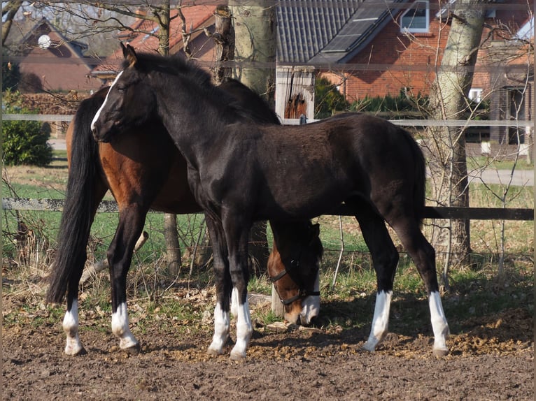 Oldenburger Stute 1 Jahr Rappe in Bramsche